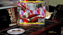3D version Creamy and Milk on Thanksgiving Day 11 22 2018 l Cats and pets l Food and health