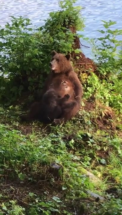 Cette maman ours s'occupe de son petit... moment adorable