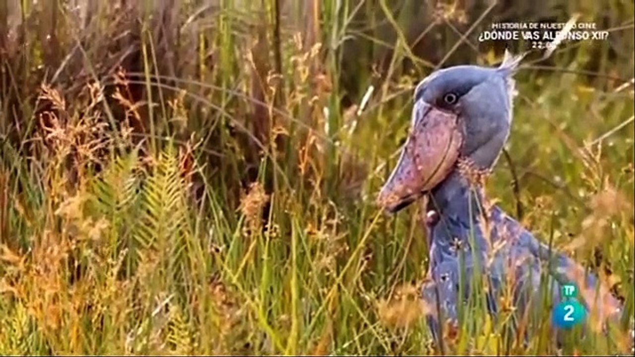 Documentales De Animales Salvajes En Español Completos