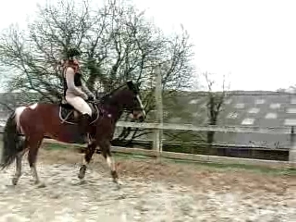 Moii et colo (7) en dressage !!!