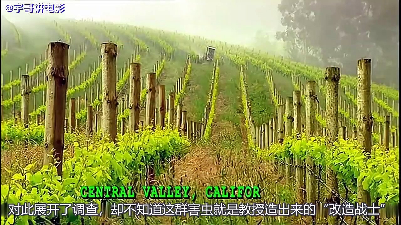 【宇哥】蝗虫群来袭，人们以为隔着玻璃没事，几分钟后扑了进来《蝗虫过境》