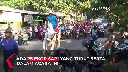 Naik Sapi Hilangkan Jenuh di Tengah Pandemi