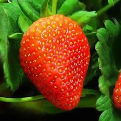Gardening Hacks: how to grow plants easily at home