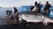 Des chercheurs tombent nez à nez avec un requin blanc de plus de 5 mètres