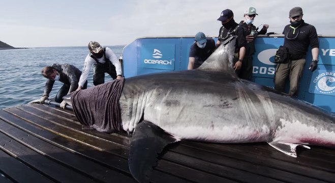 Des chercheurs tombent nez à nez avec un requin blanc de plus de 5 mètres