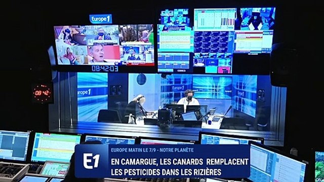 Rizières : les canards peuvent-ils être la solution contre les pesticides ?