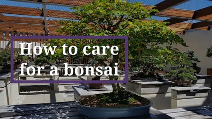 How to care for a bonsai
