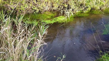 Das Biotop  -  eine wahre Geschichte