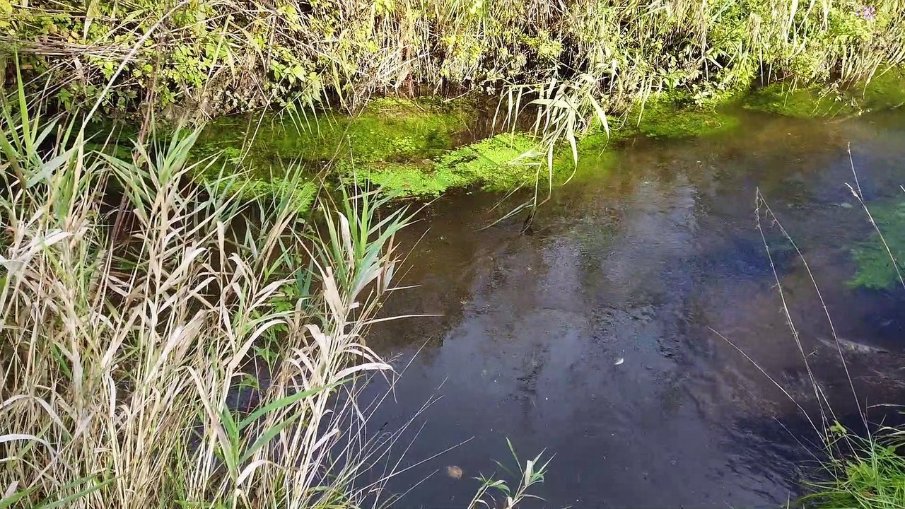 Das biotop  -  eine wahre geschichte