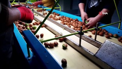 Bayramiç’te ceviz hasadı başladı