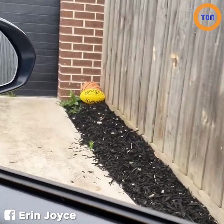 Voici des petits trous pour chiens très curieux