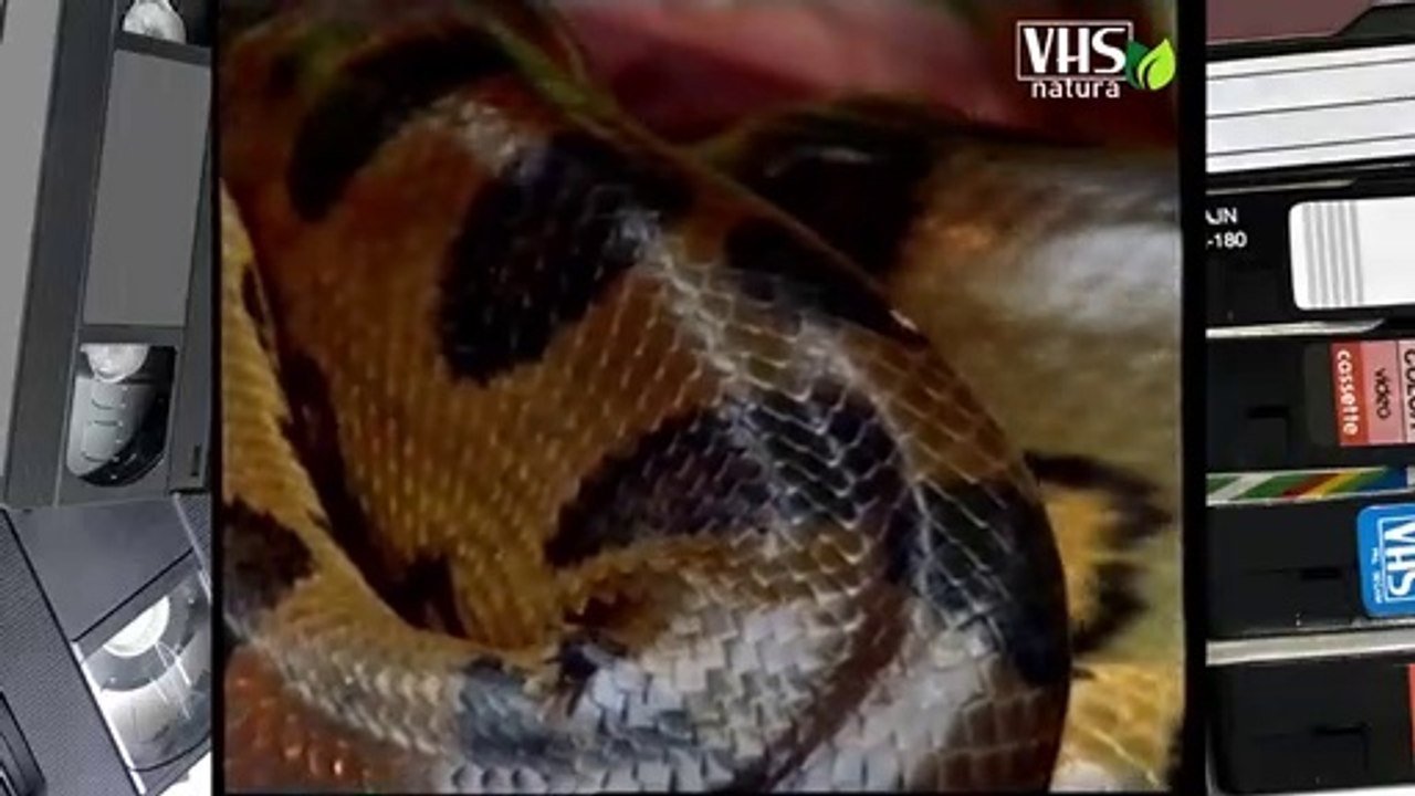 ANACONDA