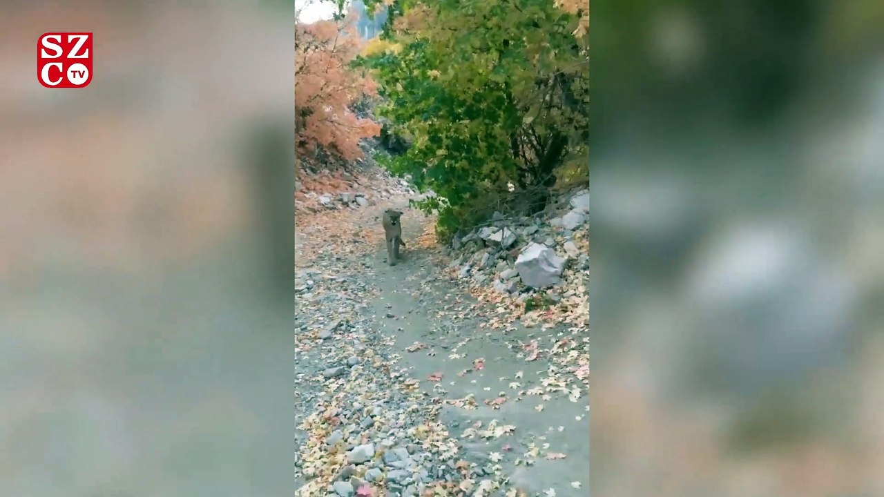 Koşucuyu panter kovaladı