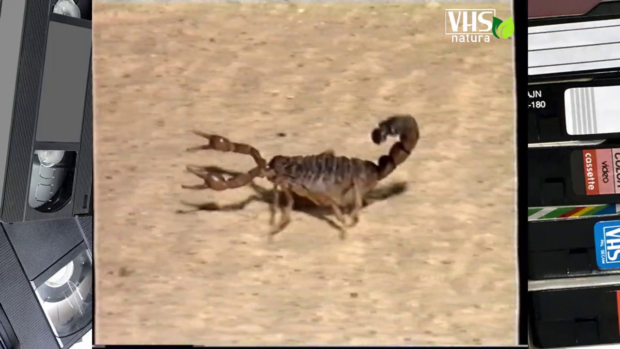 Video LO SCORPIONE