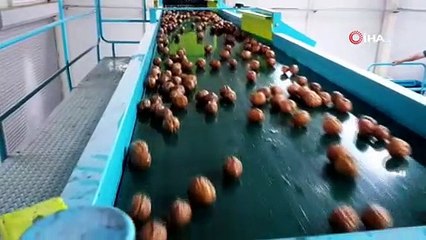 Modern tarım tekniklerini kullanarak yılda 1 tona yakın ceviz hasadı yapılması bekleniyor