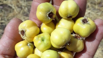 Çekirdekleriyle alıç tüketen 5 kişi hastanelik oldu