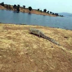 12 फिट के लगभग का मगरमच्छ रास्ते आया फॉरेस्ट कर्मचारियो पकडा नदी मे छोडा