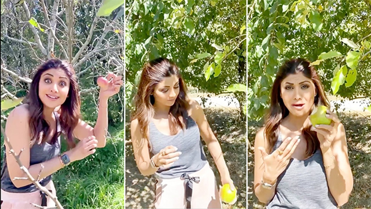 Shilpa Shetty Goes Apple Picking In Manali video Dailymotion