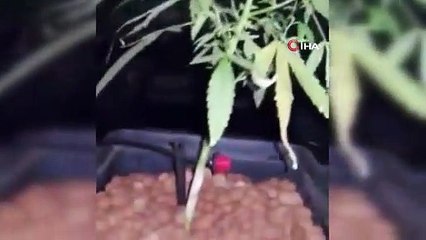 Yangın çıkan evde Hint keneviri serası bulundu