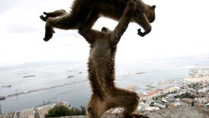 Tawuran Monyet Makan Korban Manusia