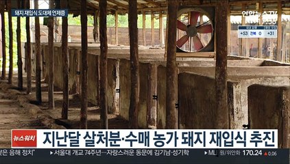 아프리카돼지열병에 기약 없는 재입식…양돈농가 한숨