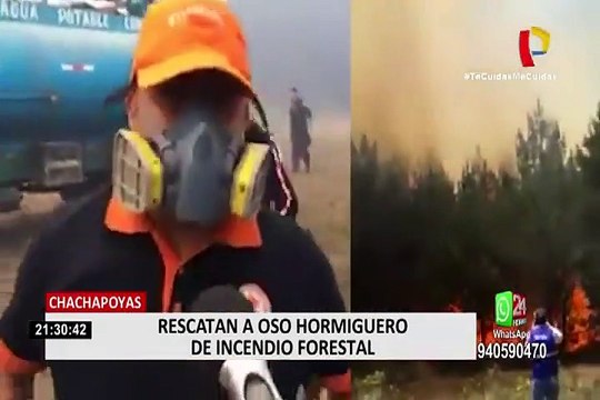Chachapoyas: rescatan a oso hormiguero que sufrió quemaduras de segundo grado en incendio forestal