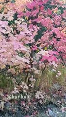 Cougar Attack in Utah ' Mountain Lion Stalks Me For 6 Minutes!