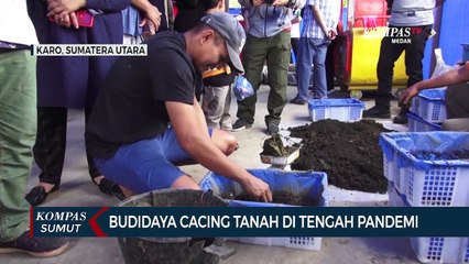 Budidaya Cacing Tanah di Tengah Pandemi Covid-19