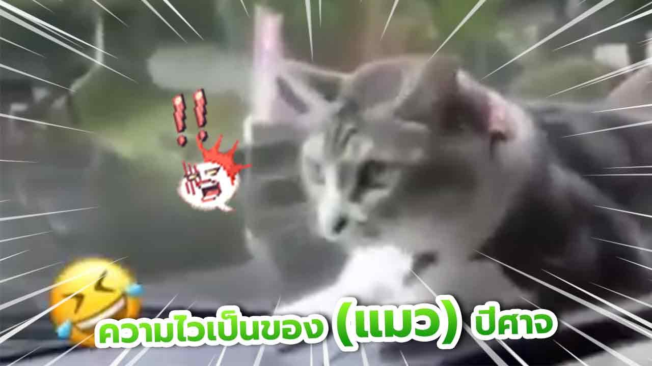 ไมได้แอ้มฉันหรอก... มนุษย์ !! เอ้าอึบ ไม่โดน... ทำยังไงก็ไม่โดน