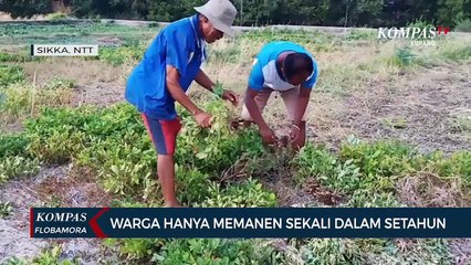 Puluhan Hektar Tanaman Pertanian di Sikka Gagal Panen