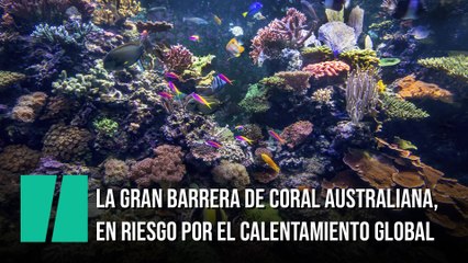 El calentamiento global pone en riesgo la recuperación de la Gran Barrera de Coral australiana