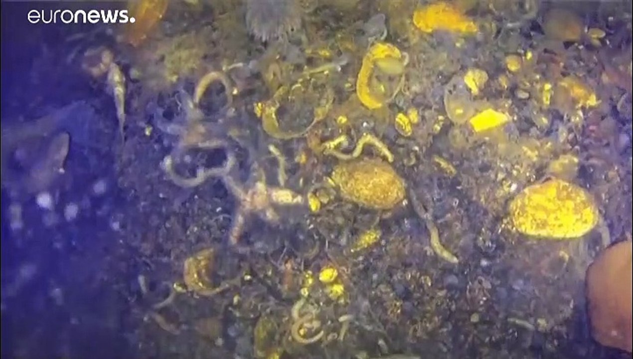 Kamtchatka : l'hécatombe sur les plages et dans les fonds marins