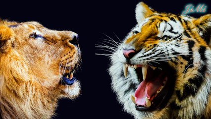 Hổ Và Sư Tử | Kẻ Nào Mạnh Hơn - Ai Mới Thật Sự Là Vua Của Rừng ?