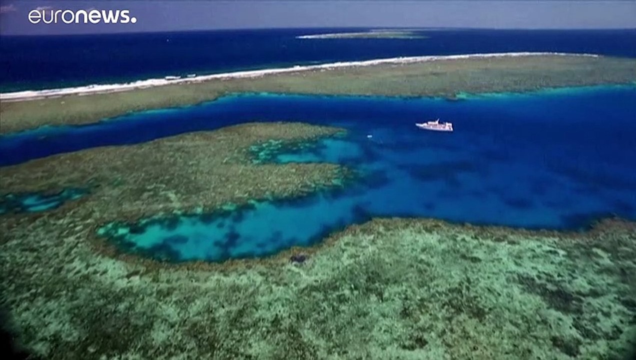 Australien: seit 1995 sind 50 prozent aller korallen abgestorben