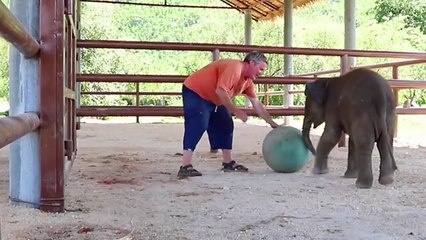Playing Ball with Baby Elephant - Named Saiyok