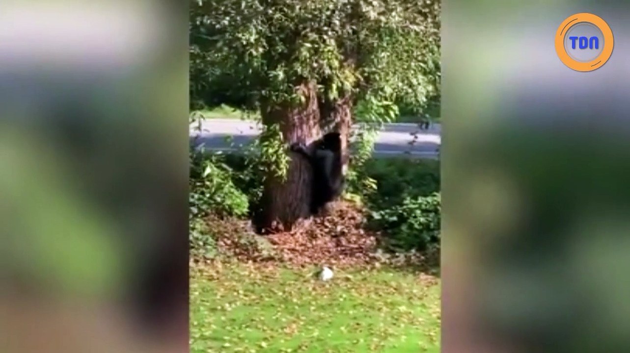 Un petit chien défend son territoire et fait fuir un ours !