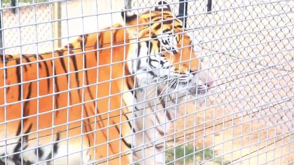 Family Trip to the Zoo 2020 | Vickys way of Life