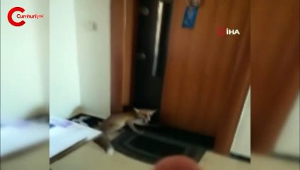 Apartmana giren tilki katları tek tek gezdi