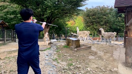 [서울] 서울대공원 기린·라마 등 369마리 구제역 예방접종 / YTN