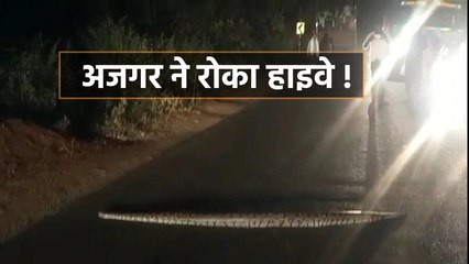 ट्रैफिक रोककर अजगर को कराया हाइवे पार