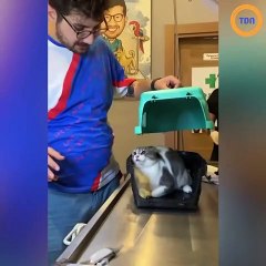 Ce chat n'aime vraiment pas le vétérinaire on dirait