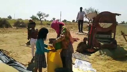 बाजरे की फसल कटाई के बाद क्रेशर से अन्न निकालते धरती पुत्र...