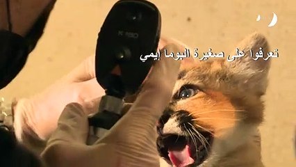 صغيرة بوما تنضم إلى حديقة حيوانات في باريس