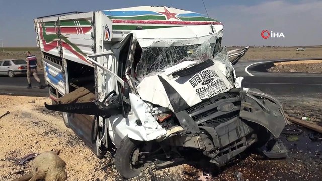 Hayvan yüklü 2 kamyonet kafa kafaya çarpıştı