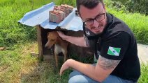 Cães para caça: Polícia Civil encontra animais amarrados a correntes e realiza recolhimento