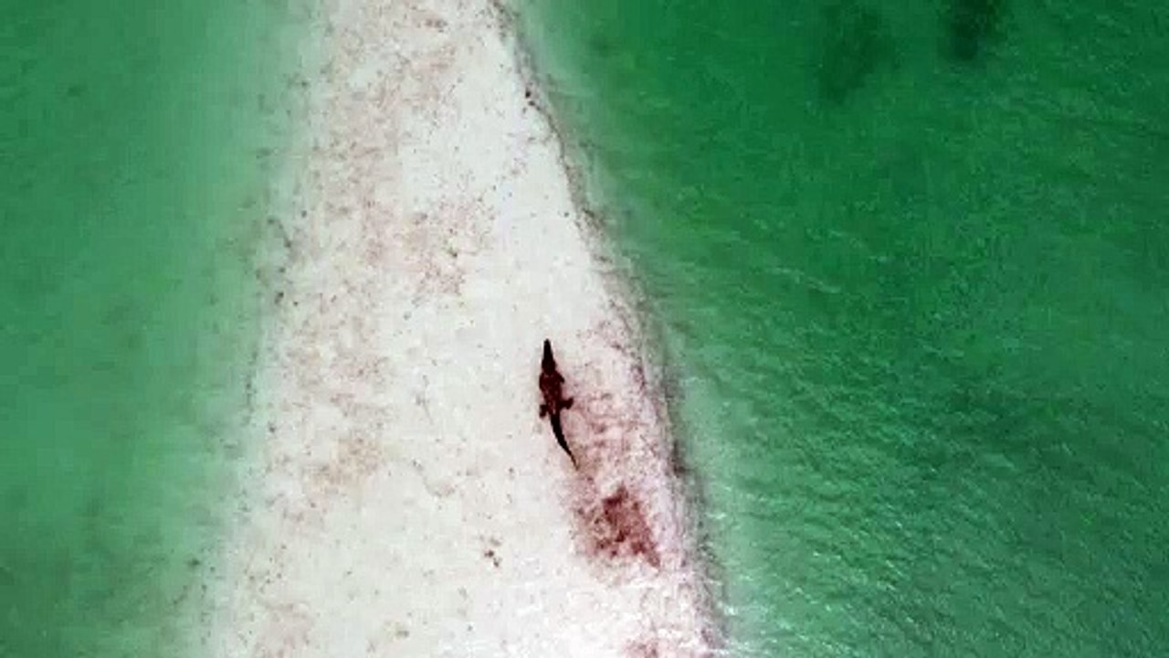 Crocodile Beach Animalnatural beautiful royalty Free Stock no copyright video Free for commercial use dron dron aerial view