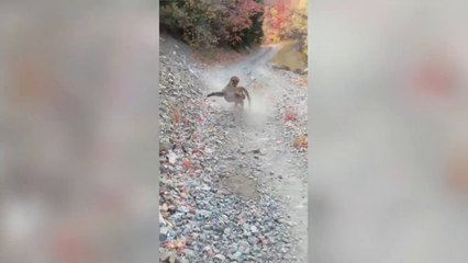 ext-ataque-de-puma-141020