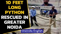 Greater Noida: 10-feet long Python rescued by forest department|Oneindia News