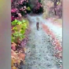 Un puma persigue a un 'runner' durante seis minutos