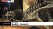 Rare Allosaurus dinosaur skeleton sells for €3 million at auction